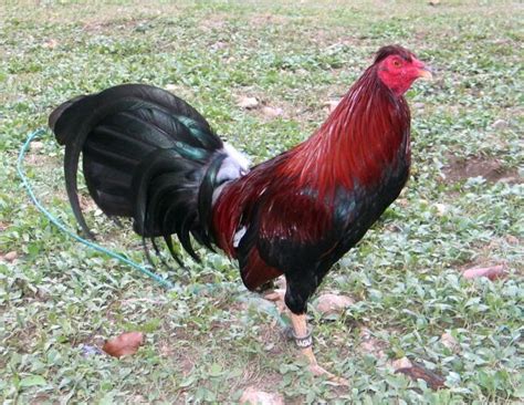 PICTURES OF OFFSPRING FROM THESE INTRIGUING CROSSES. . Red toppy gamefowl